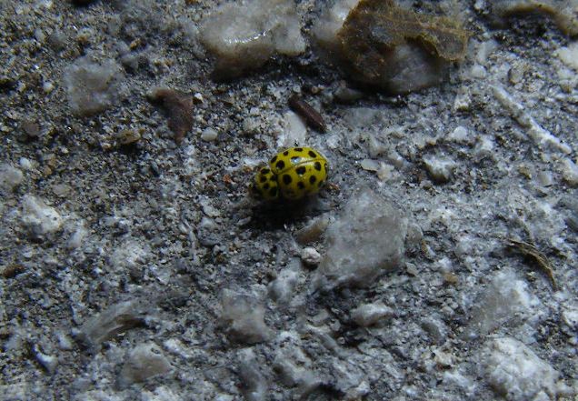 Psyllobora vigintiduopunctata?