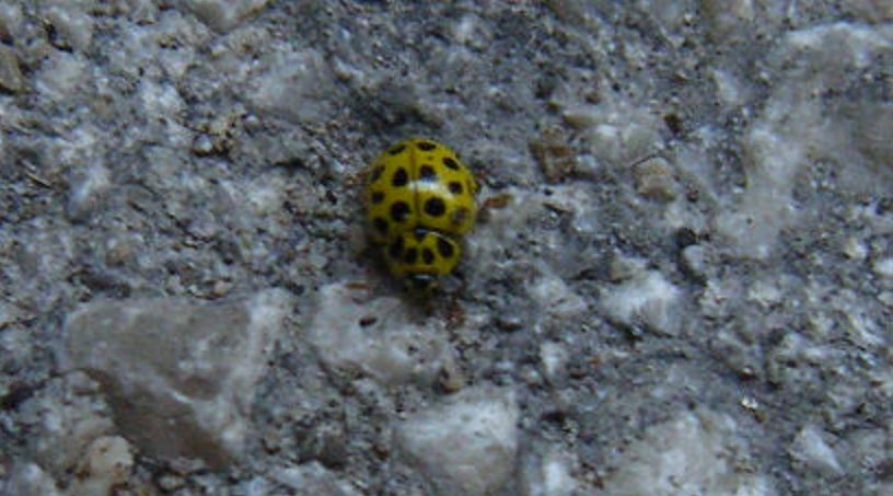 Psyllobora vigintiduopunctata?
