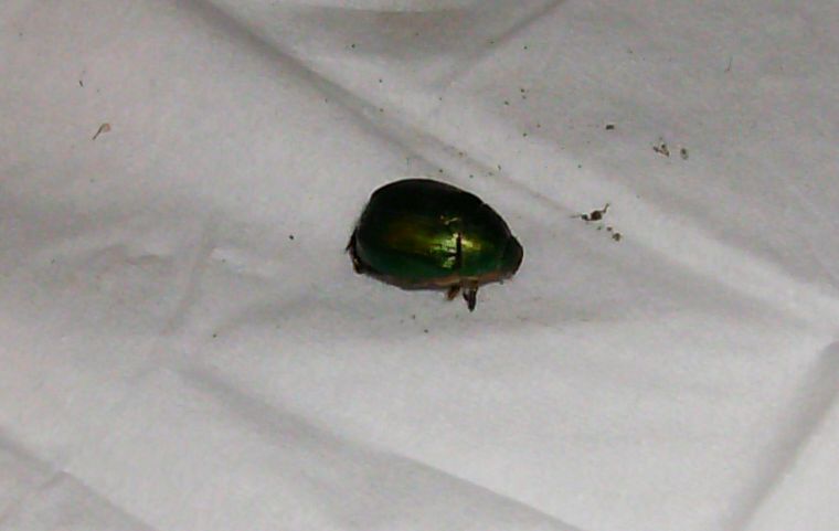 Anomala sp.