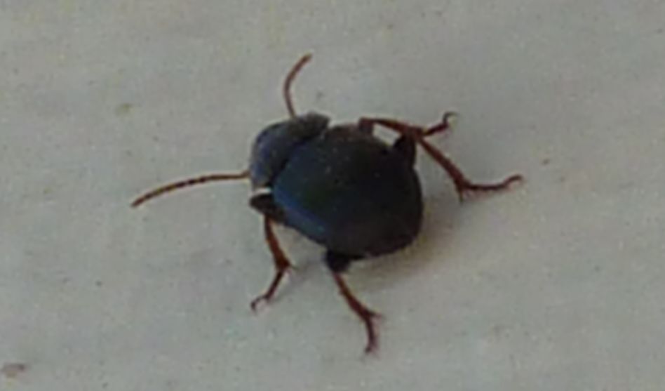 Carabidae (foto da dietro)