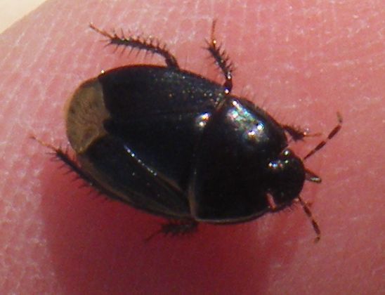 Macroscytus brunneus