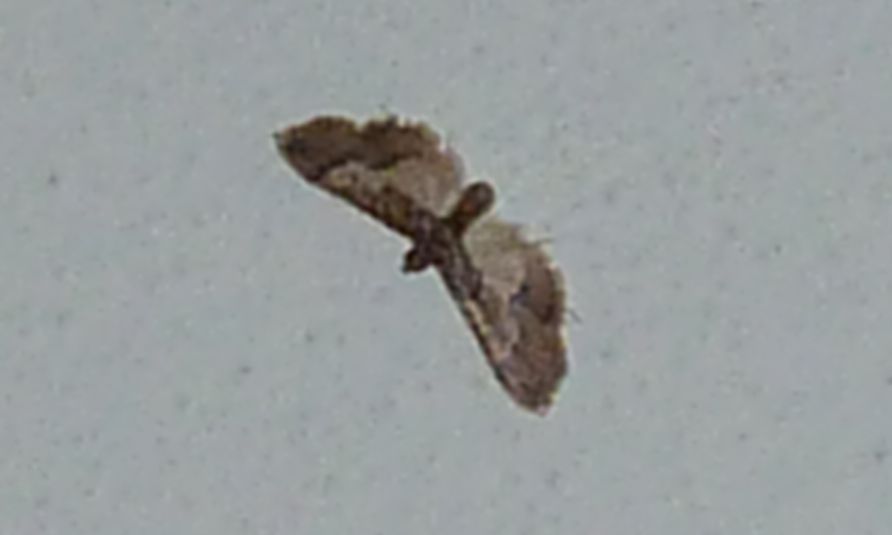 Hydriris ornatalis