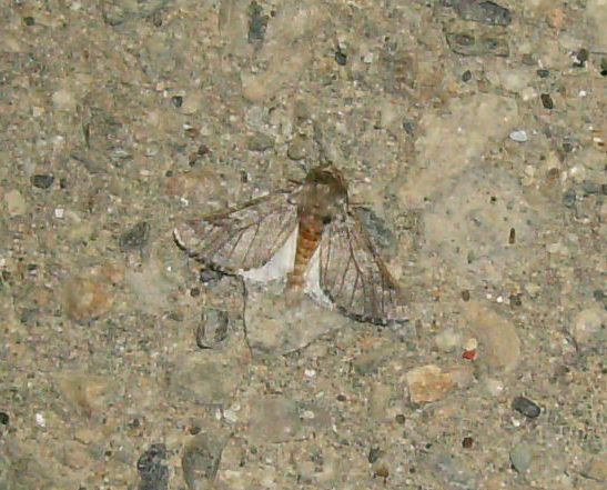 Farfallina notturna