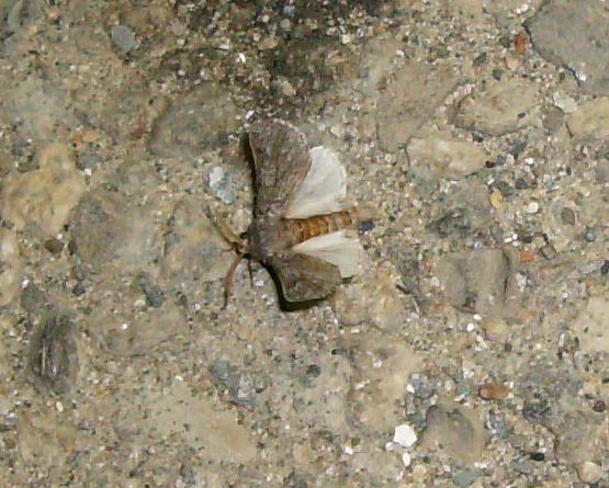 Farfallina notturna