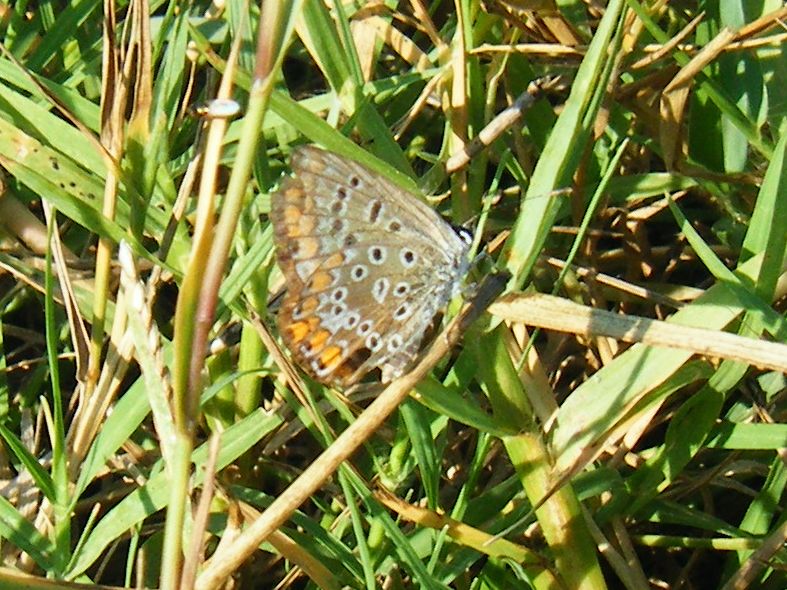 Lycaenidae