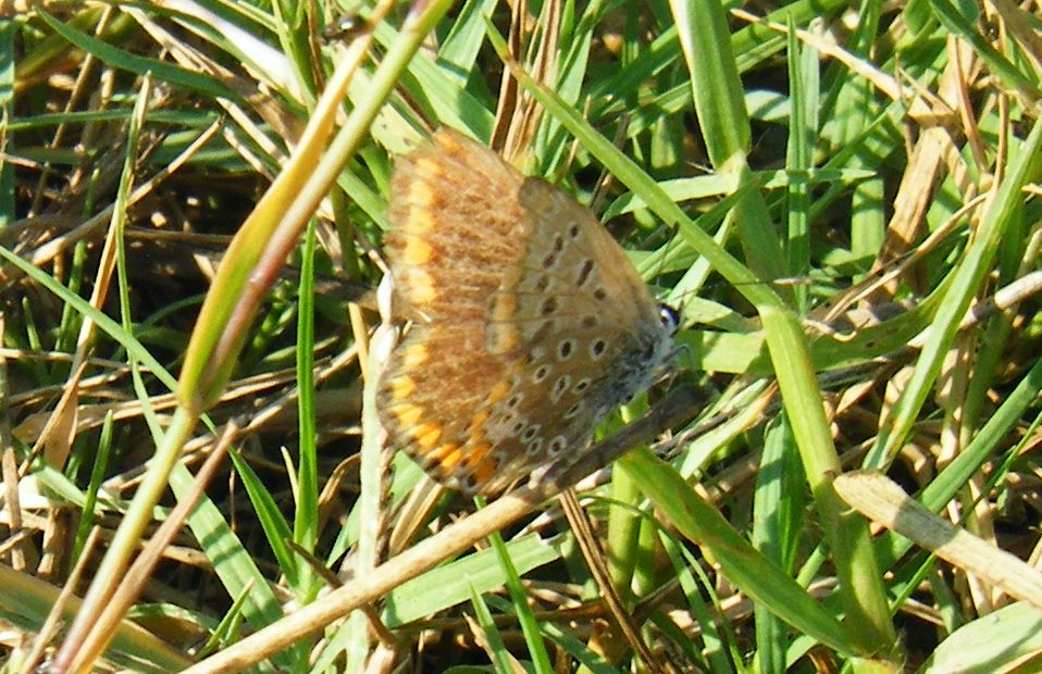 Lycaenidae