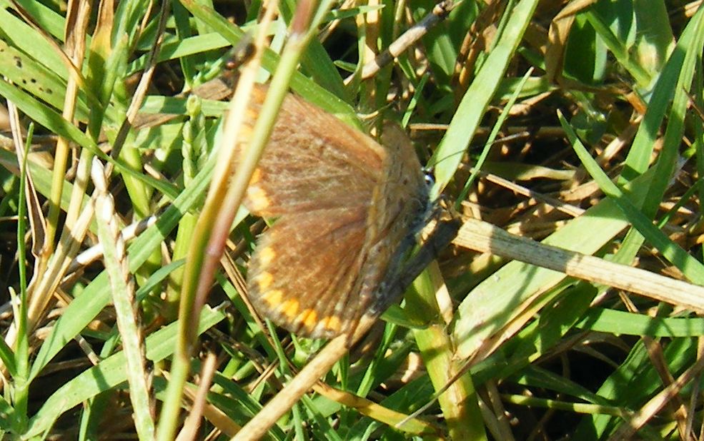 Lycaenidae