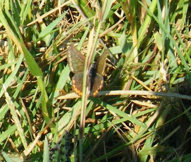 Lycaenidae