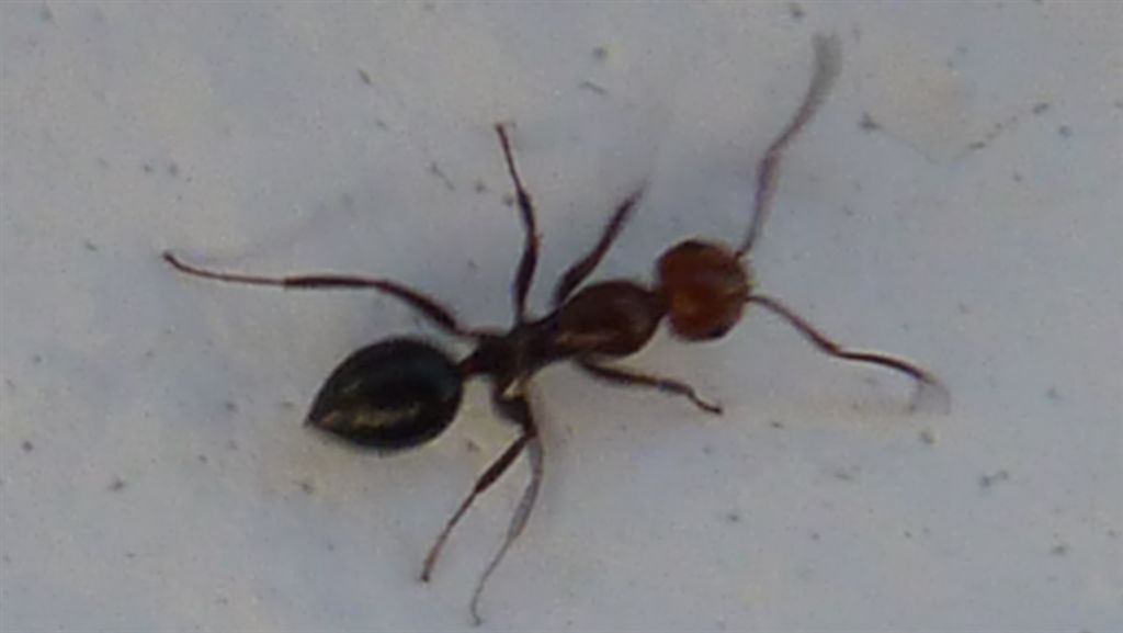Camponotus lateralis