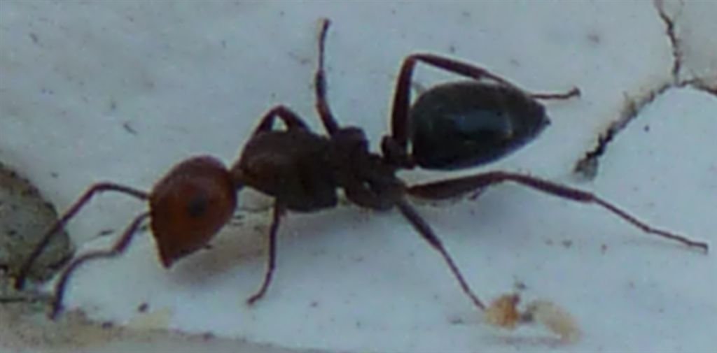 Camponotus lateralis