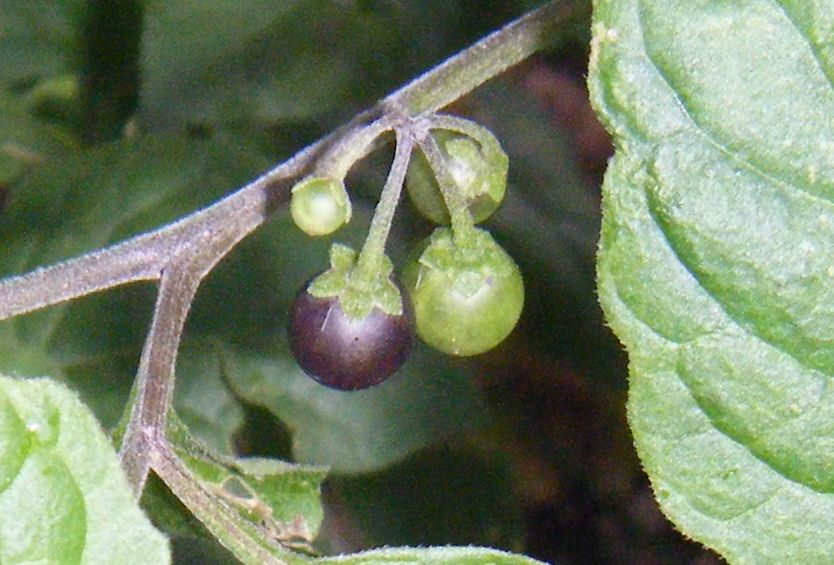 Solanum nigrum