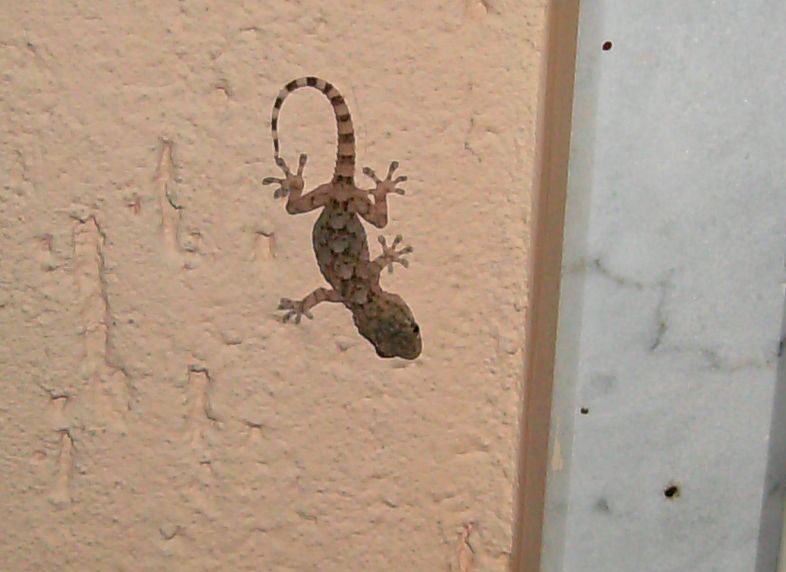 Hemidactylus turcicus??