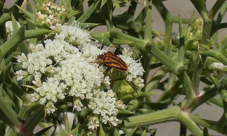 Pentatomidae: Graphosoma semipunctatum della Calabria (CS)