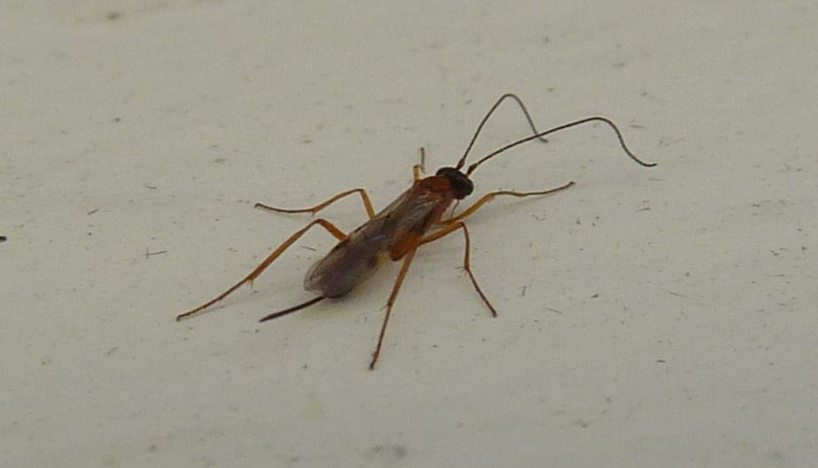Ichneumonidae?