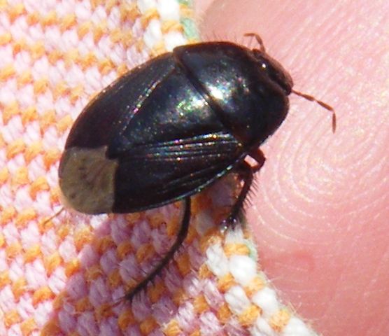 Macroscytus brunneus