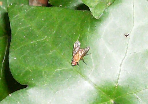 Phaonia pallida (Muscidae)