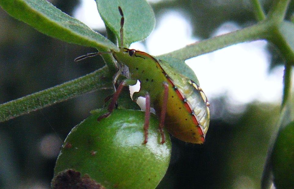 Tutte Nezara viridula?? S