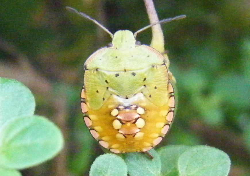 Tutte Nezara viridula?? S