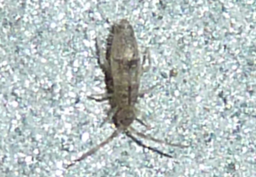 Collemboli