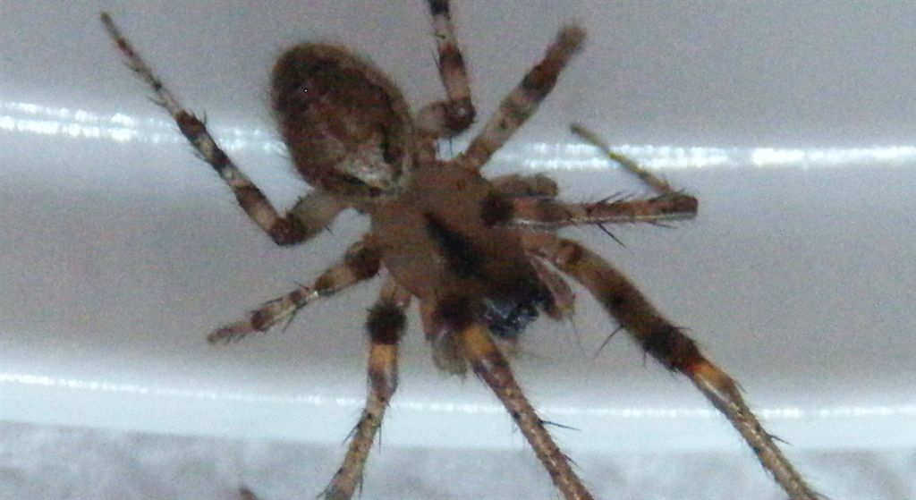 Zygiella sp.