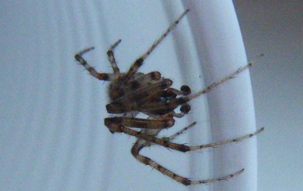 Zygiella sp.