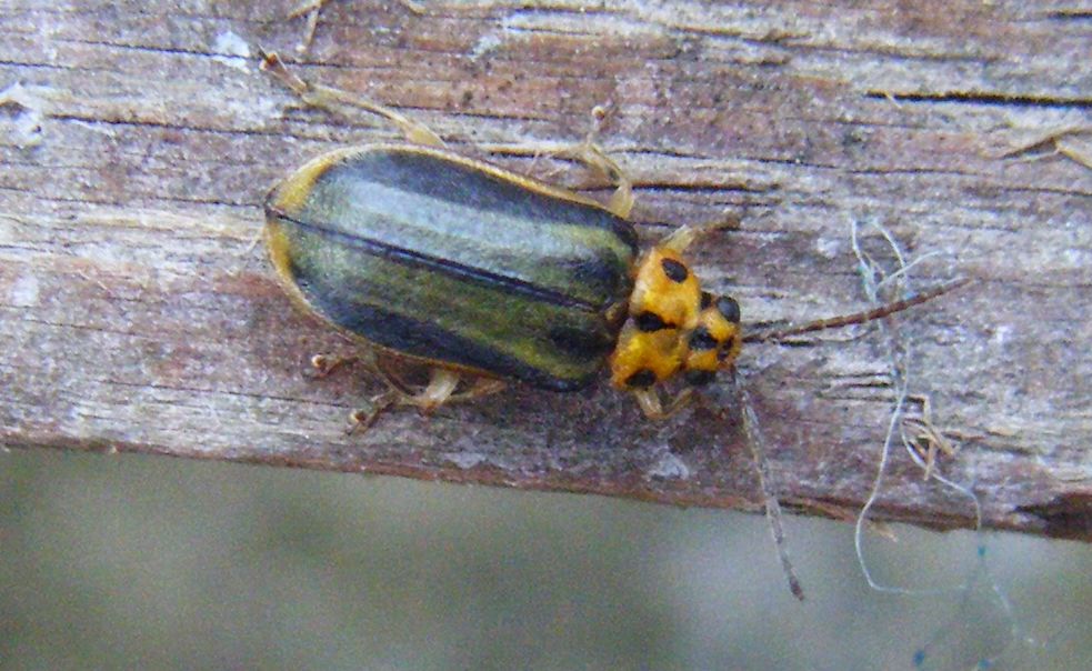 Xanthogaleruca luteola?