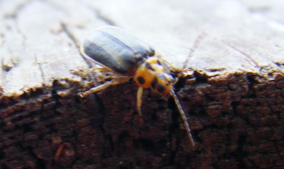 Xanthogaleruca luteola?