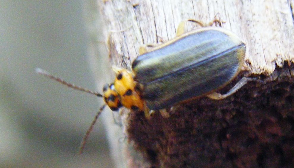 Xanthogaleruca luteola?