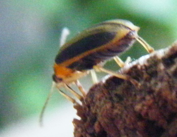 Xanthogaleruca luteola?