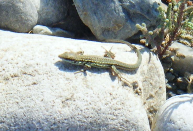 Giovane Podarcis sicula?