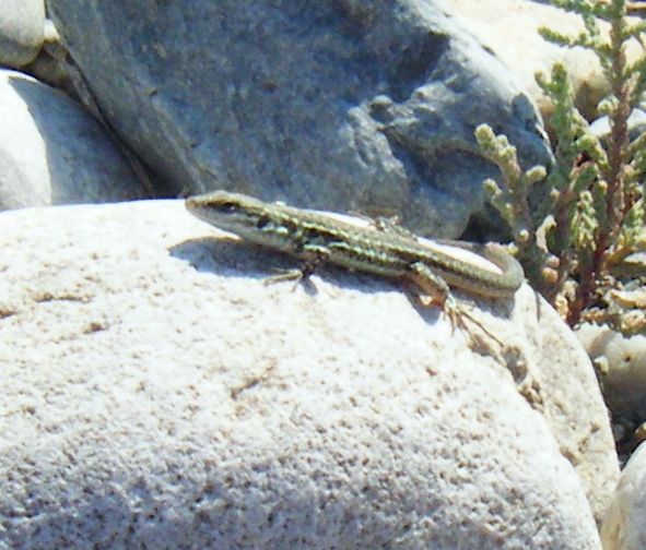 Giovane Podarcis sicula?