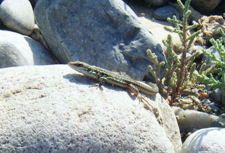 Giovane Podarcis sicula?