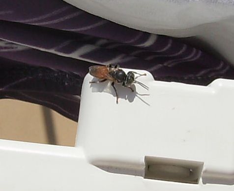 Tachisphex sp. (Crabronidae)