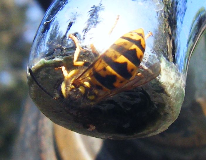 Tutte Vespula germanica?
