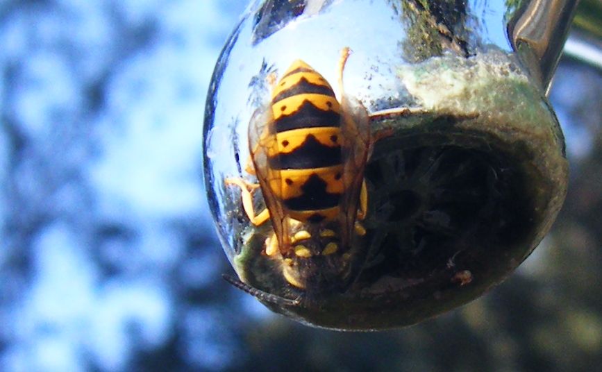 Tutte Vespula germanica?