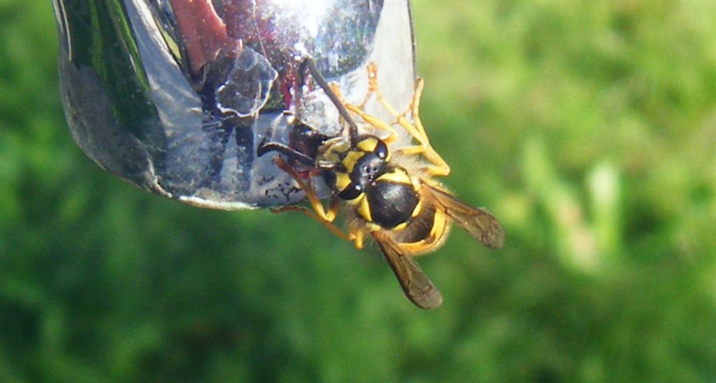 Tutte Vespula germanica?