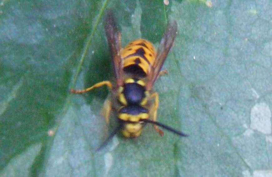 Tutte Vespula germanica?