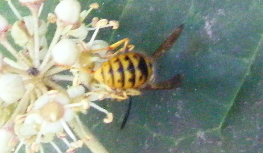 Tutte Vespula germanica?