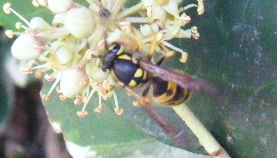 Tutte Vespula germanica?