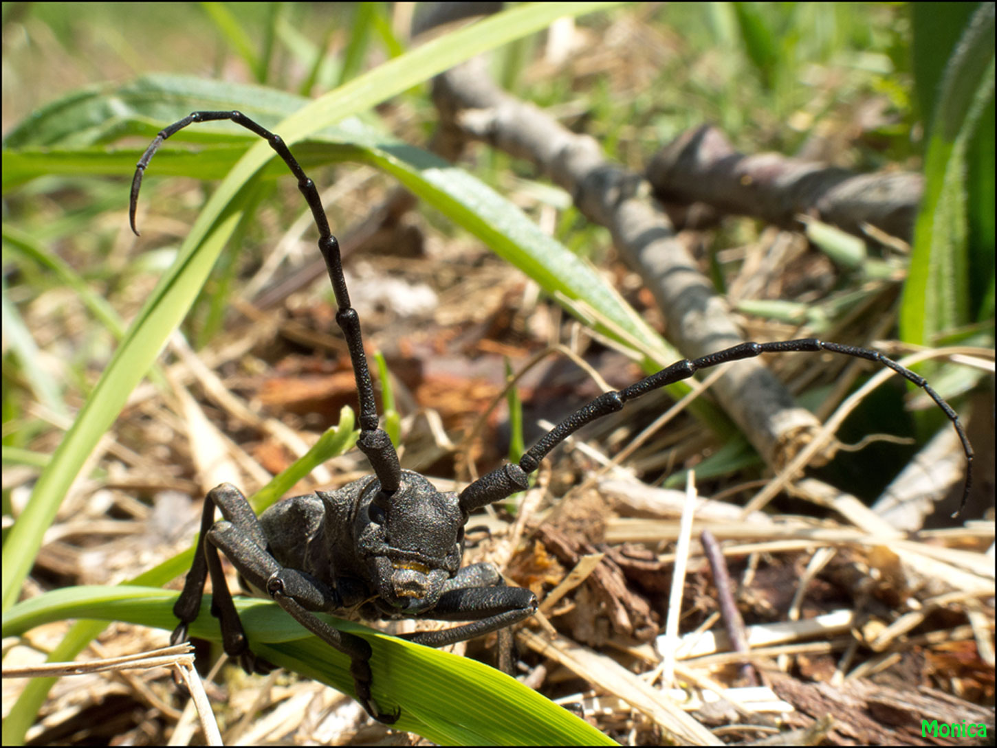 Identificazione: Morimus asper funereus