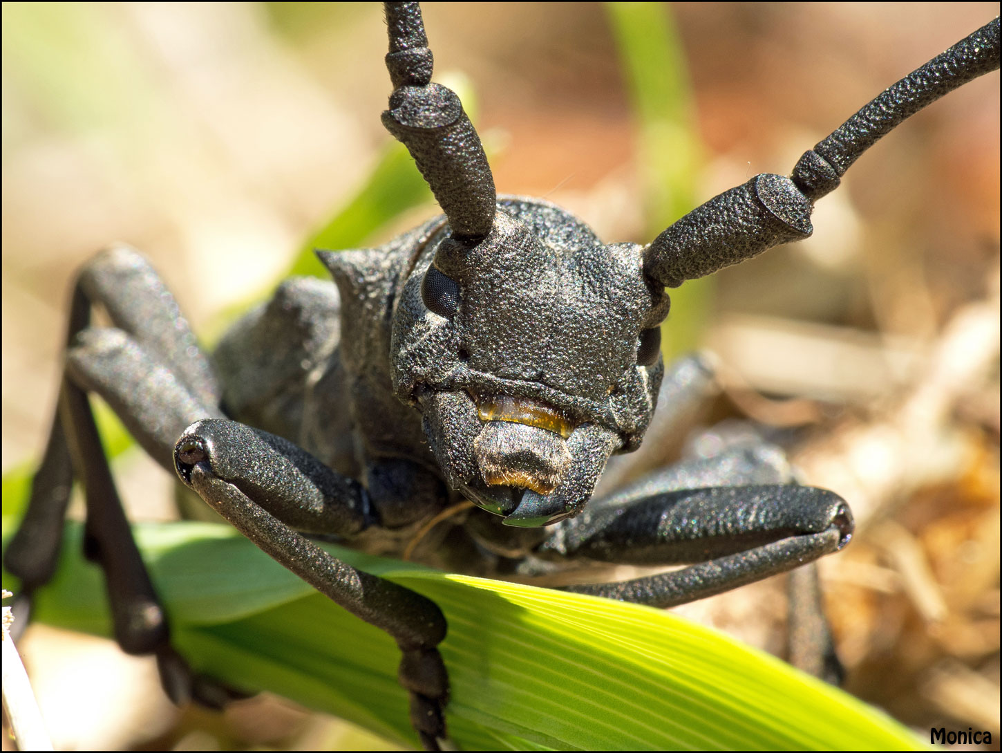 Identificazione: Morimus asper funereus