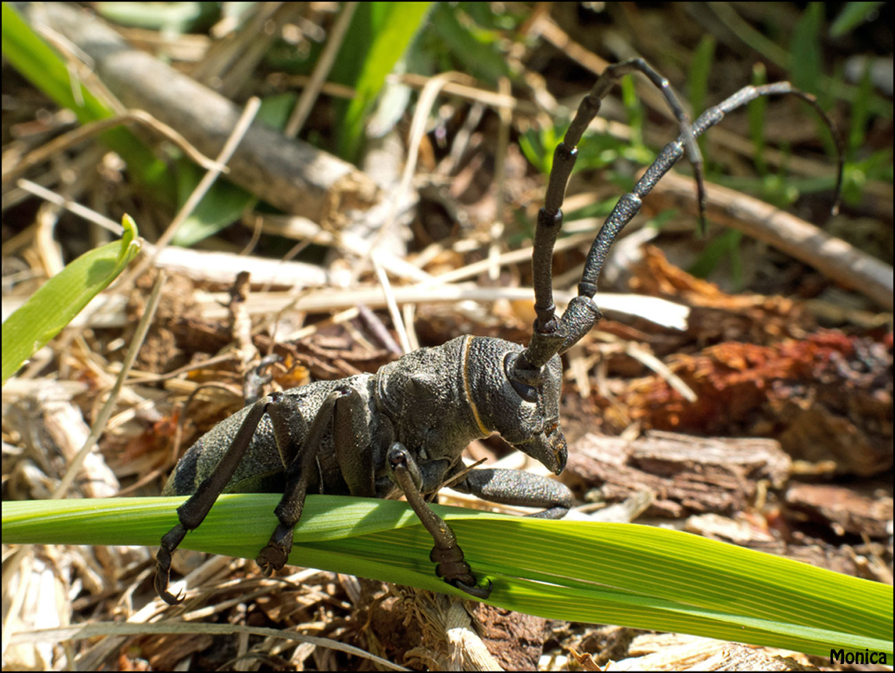 Identificazione: Morimus asper funereus