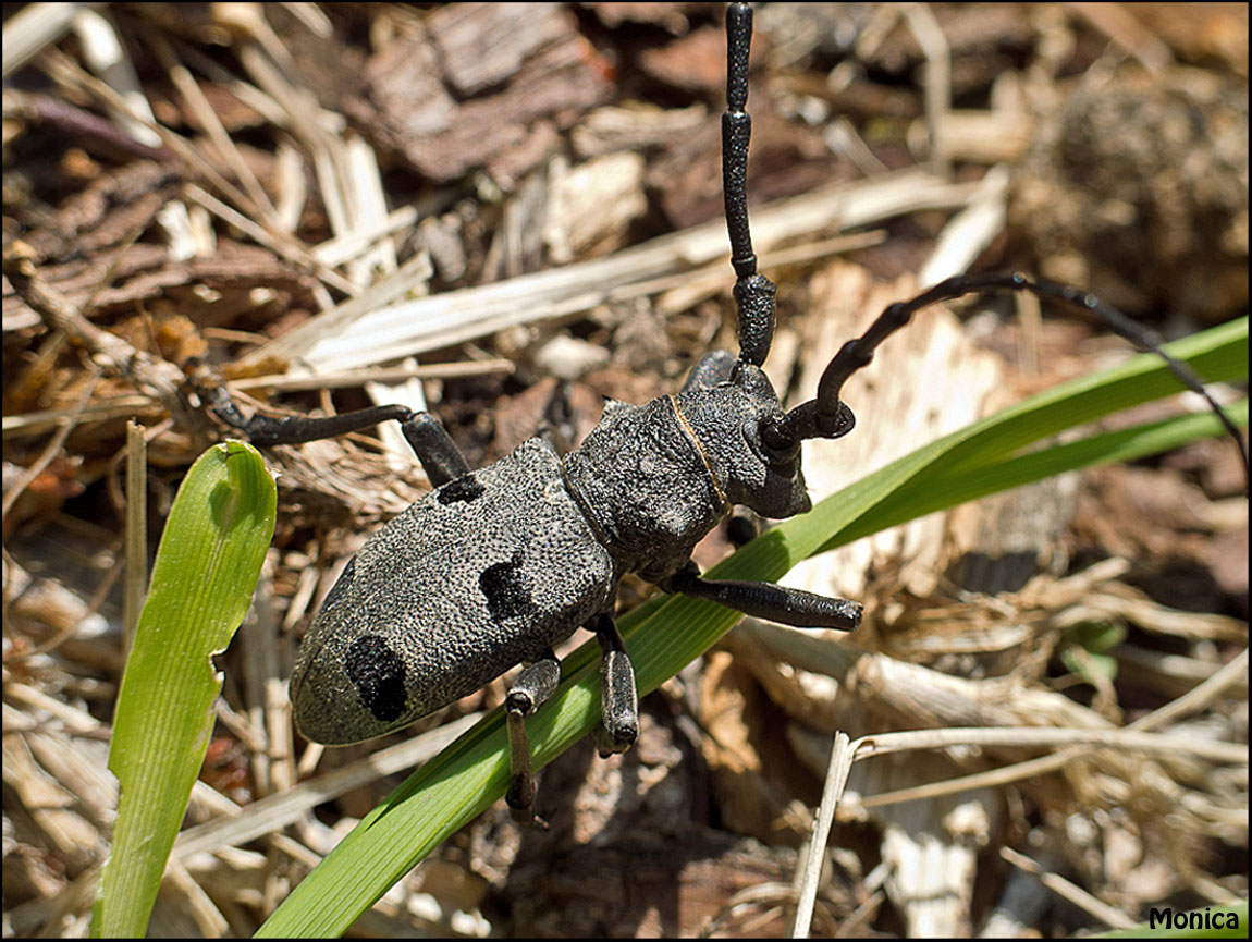 Identificazione: Morimus asper funereus