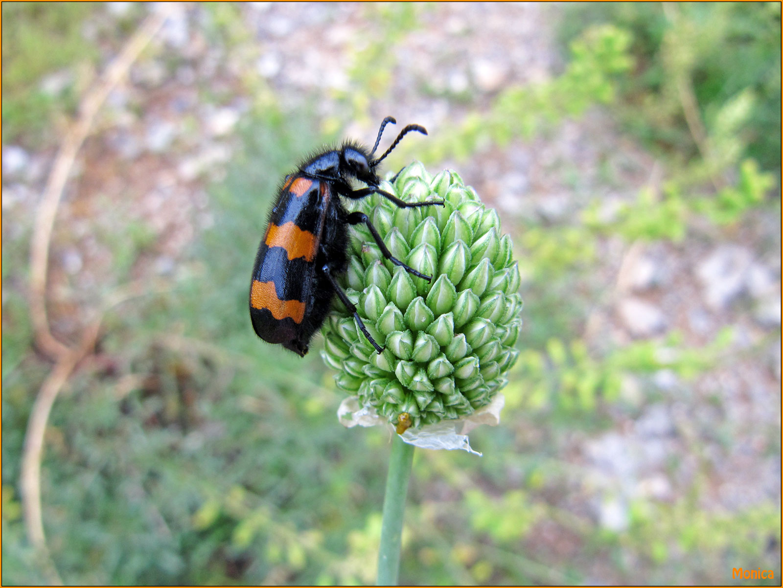 Identificazione