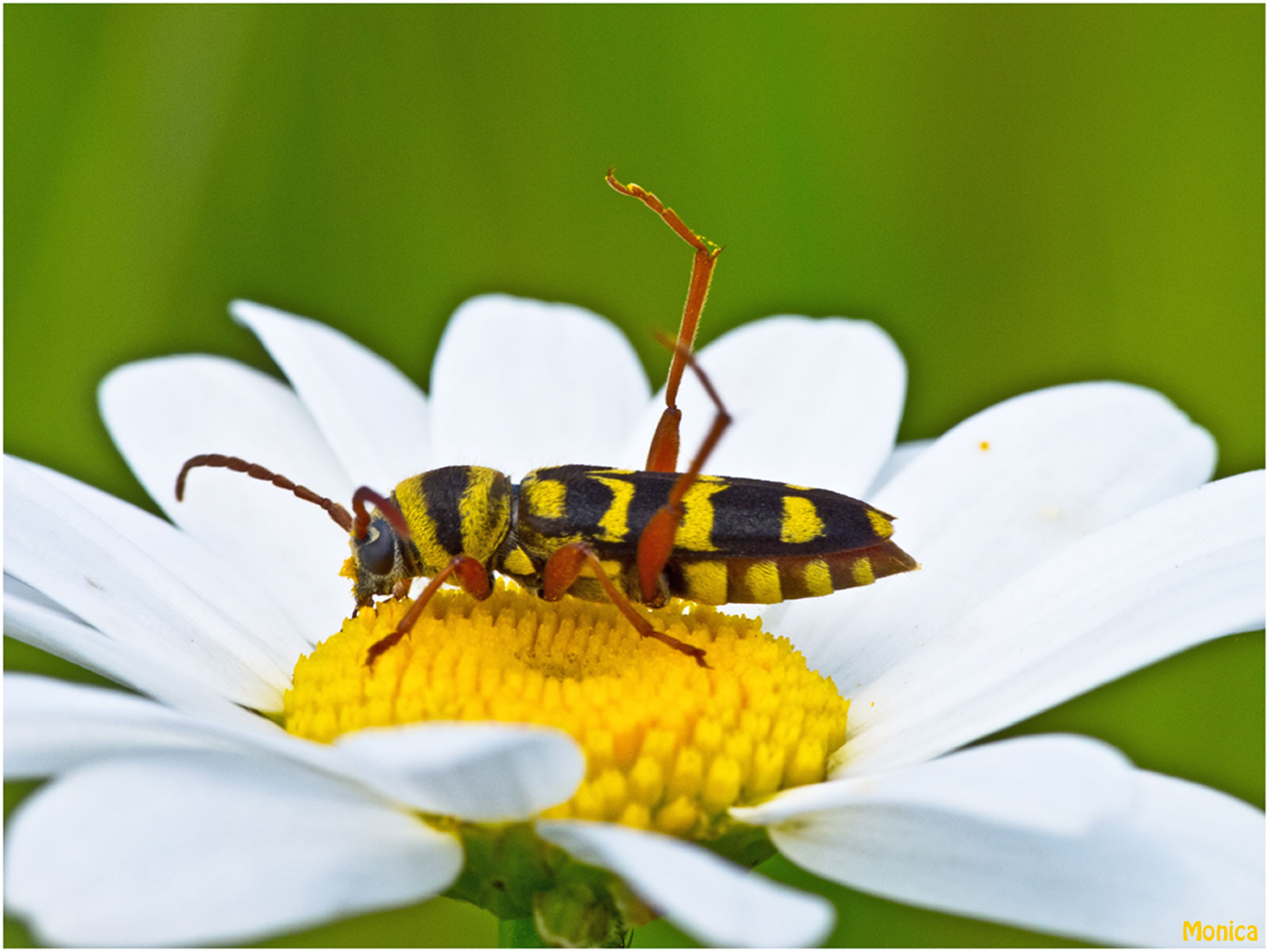 Da identificare - Plagionotus floralis