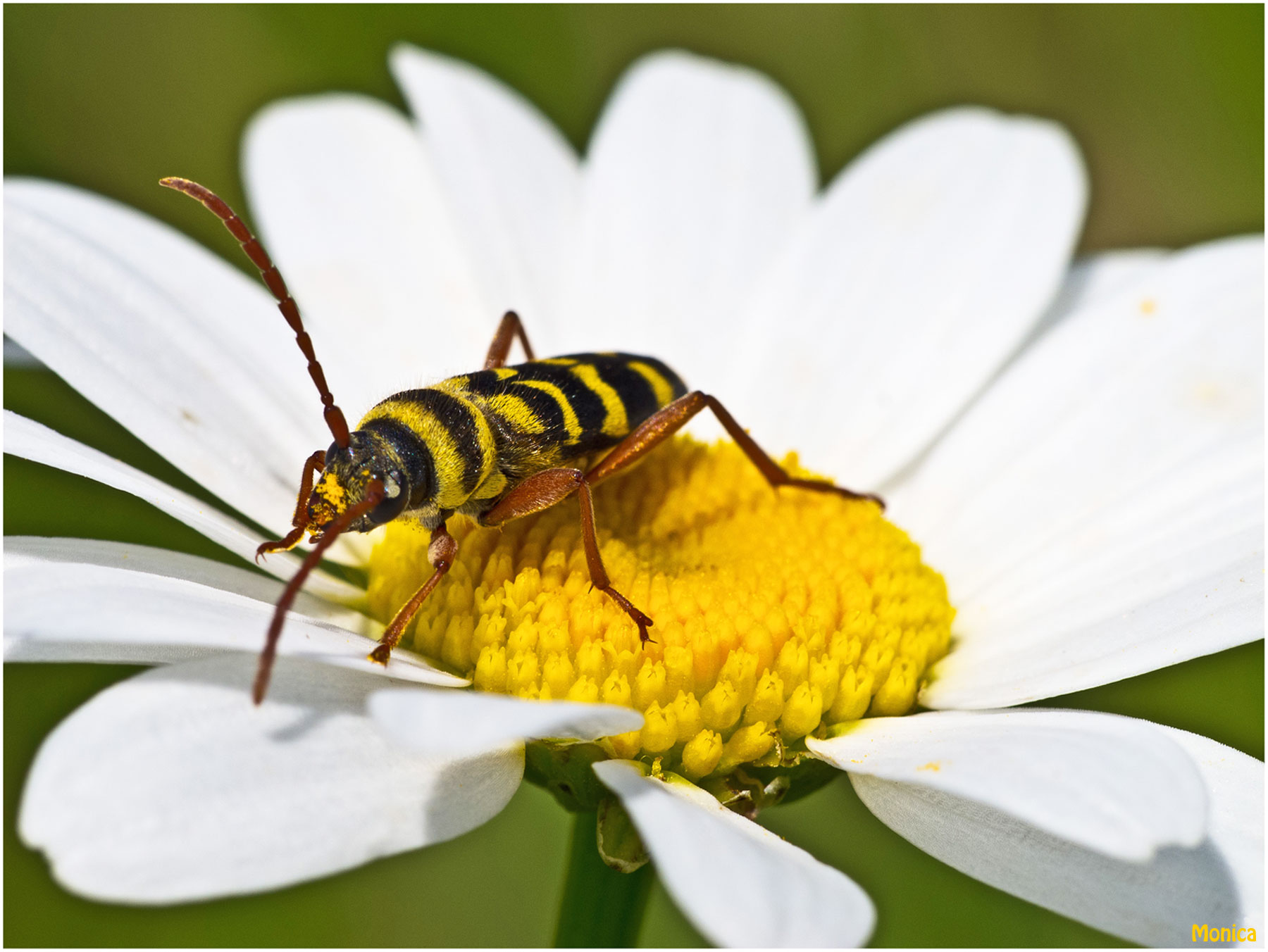 Da identificare - Plagionotus floralis