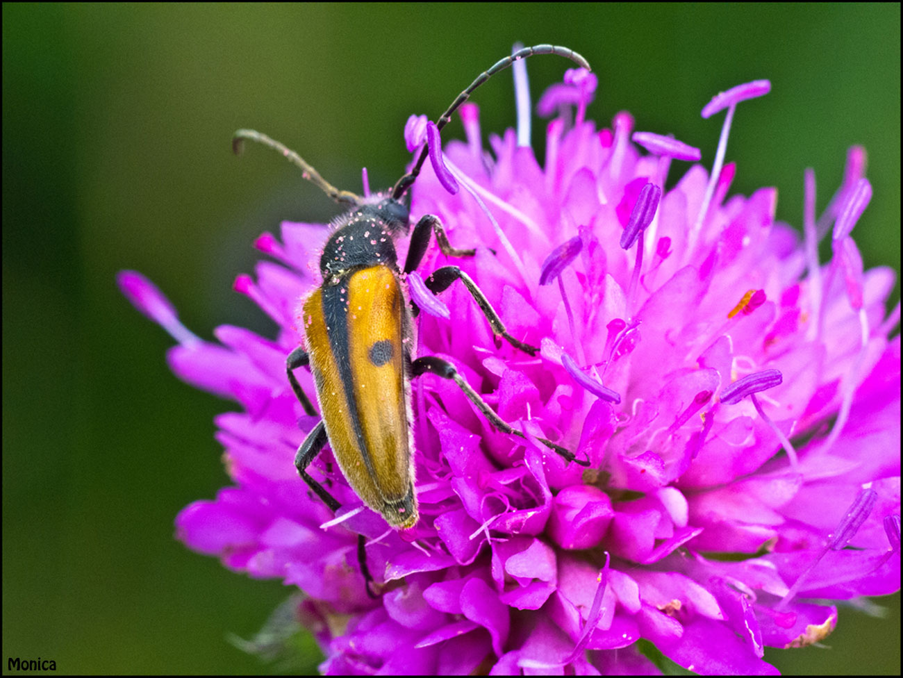 Probabile Vadonia imitatrix (Cerambycidae)