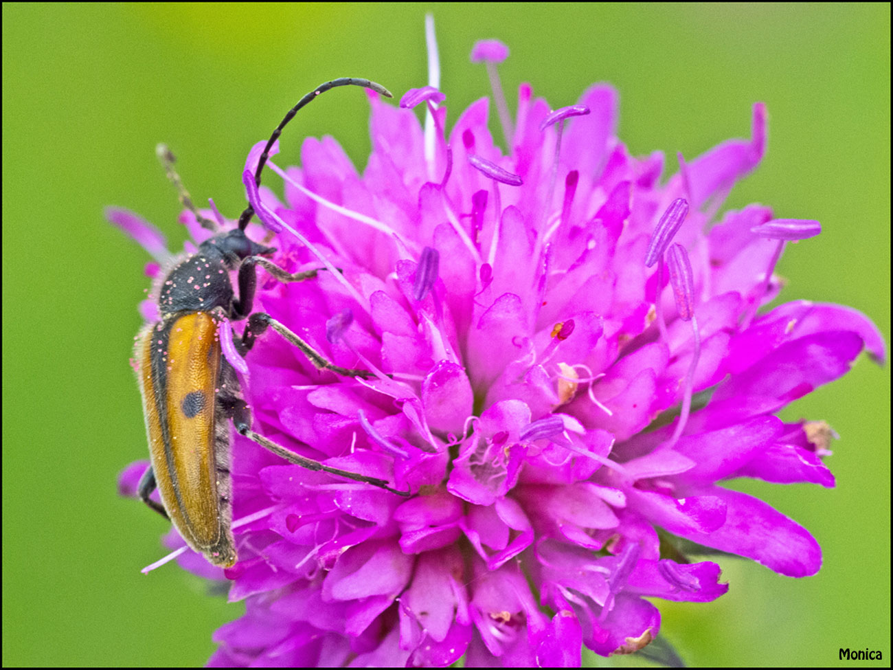 Probabile Vadonia imitatrix (Cerambycidae)
