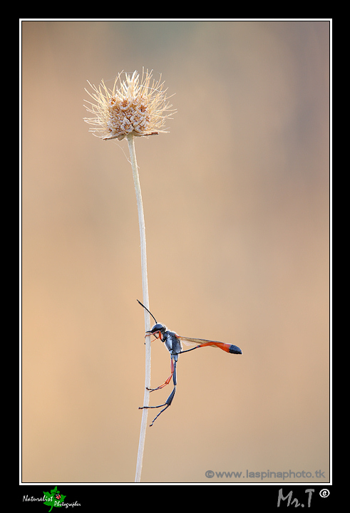 Ammophila cfr heideni addormentata