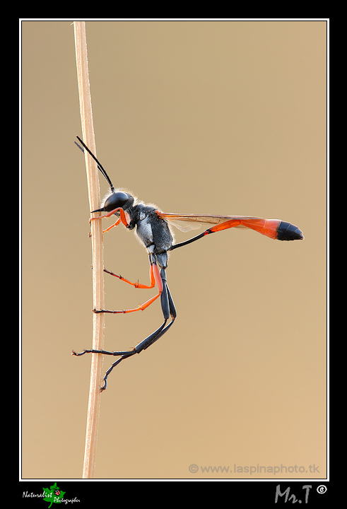 Ammophila cfr heideni addormentata